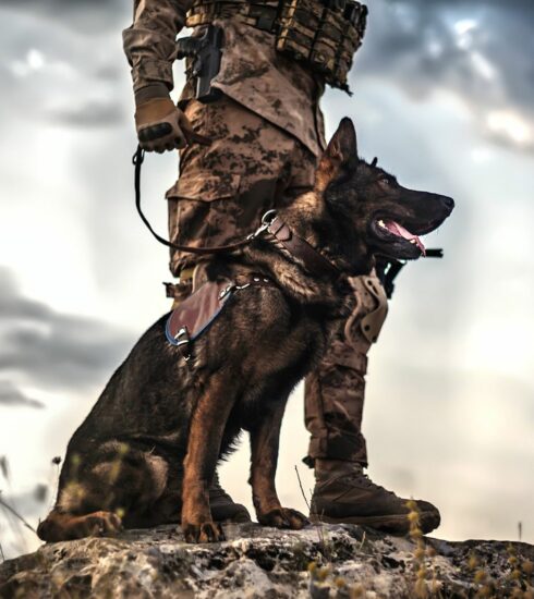 Covert Operator Canine Training